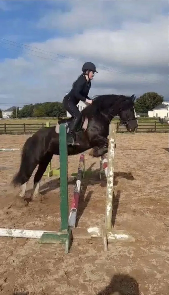 Beautiful Traditional Cob Mare - Image 3