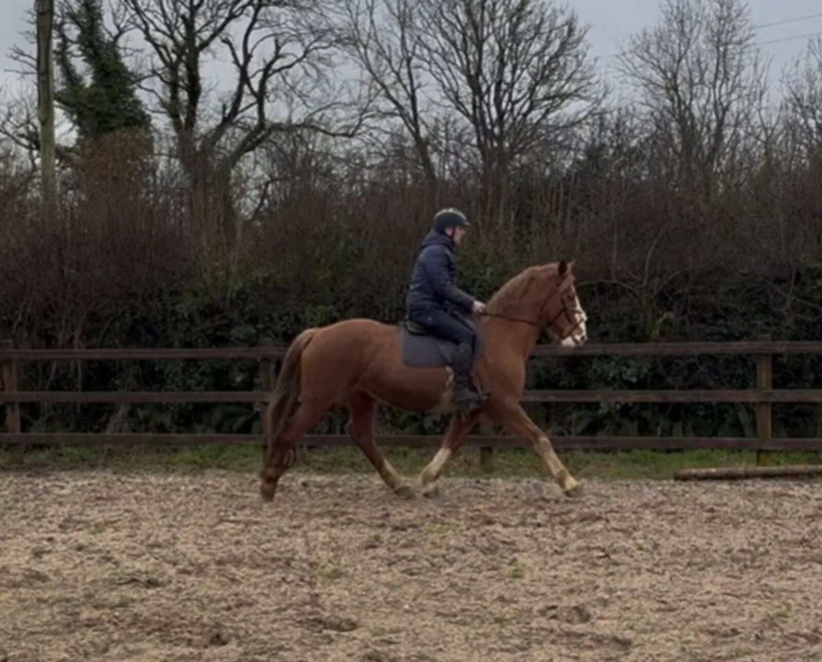 Super 15.2 allrounder - Image 1