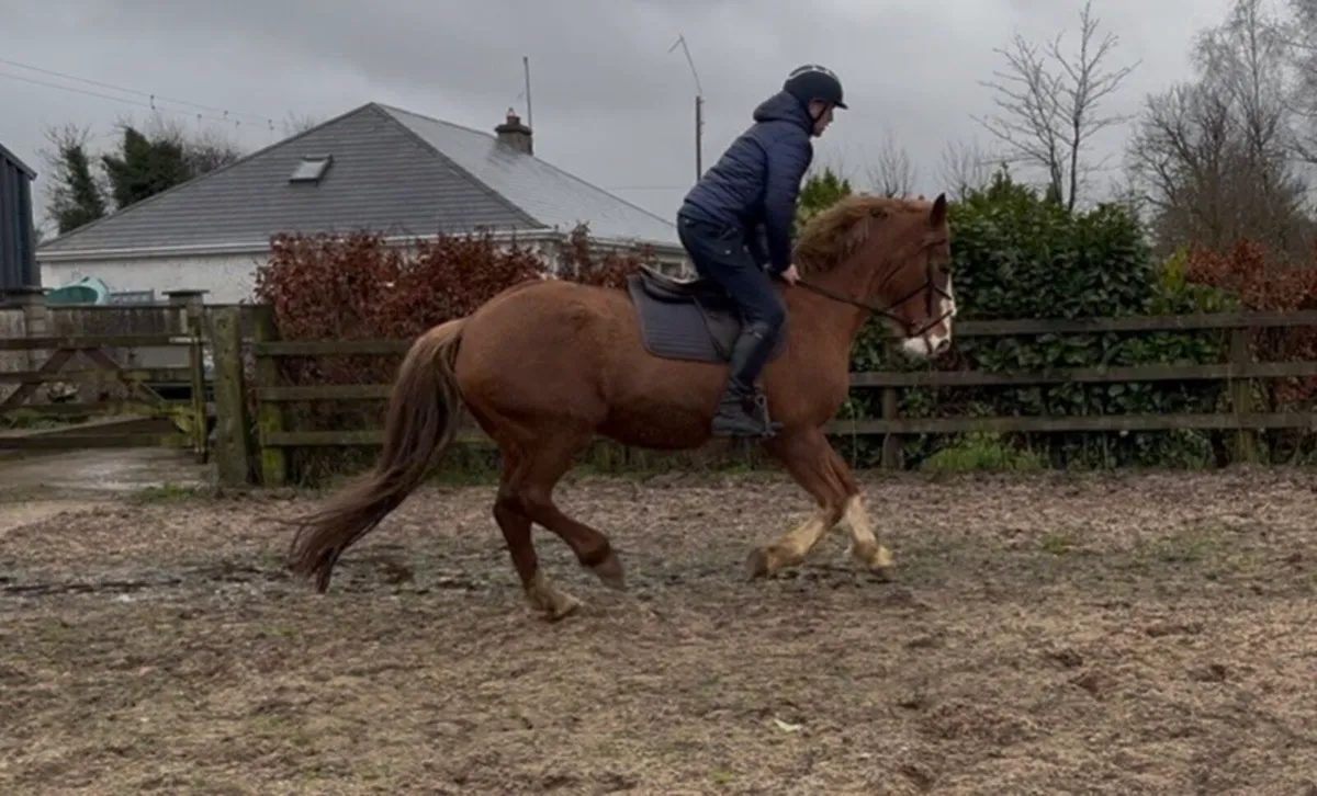 Super 15.2 allrounder - Image 2