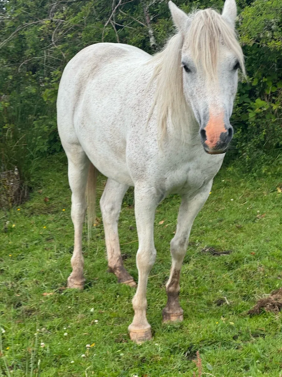 Welsh pony for sale - Image 1