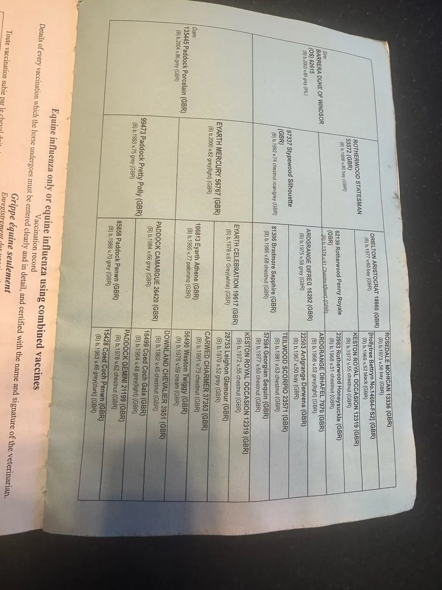 Welsh pony for sale - Image 2