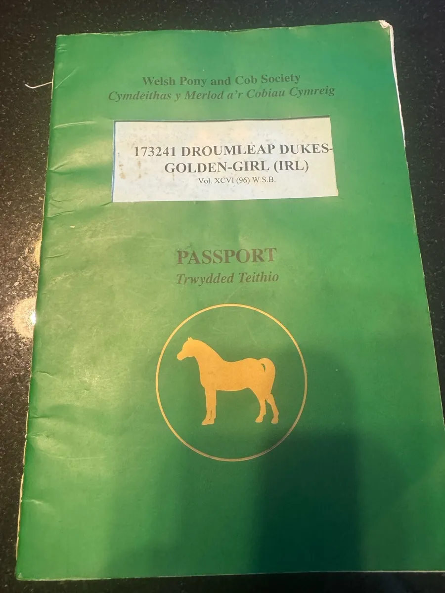 Welsh pony for sale - Image 3