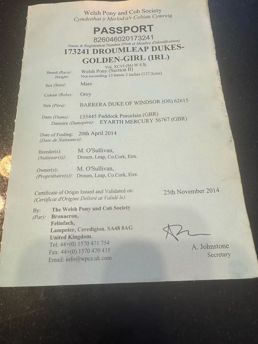 Welsh pony for sale - Image 4