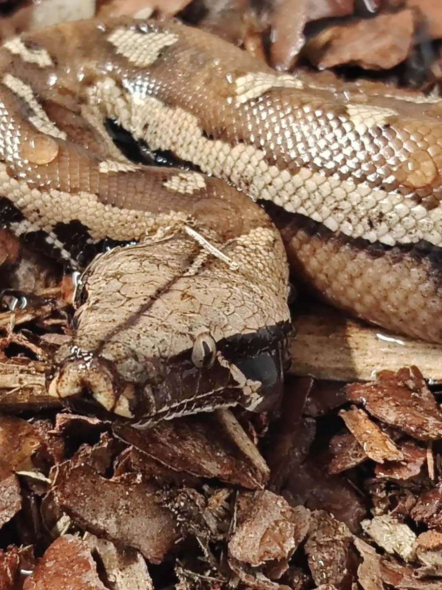 Snakes for sale - Image 3