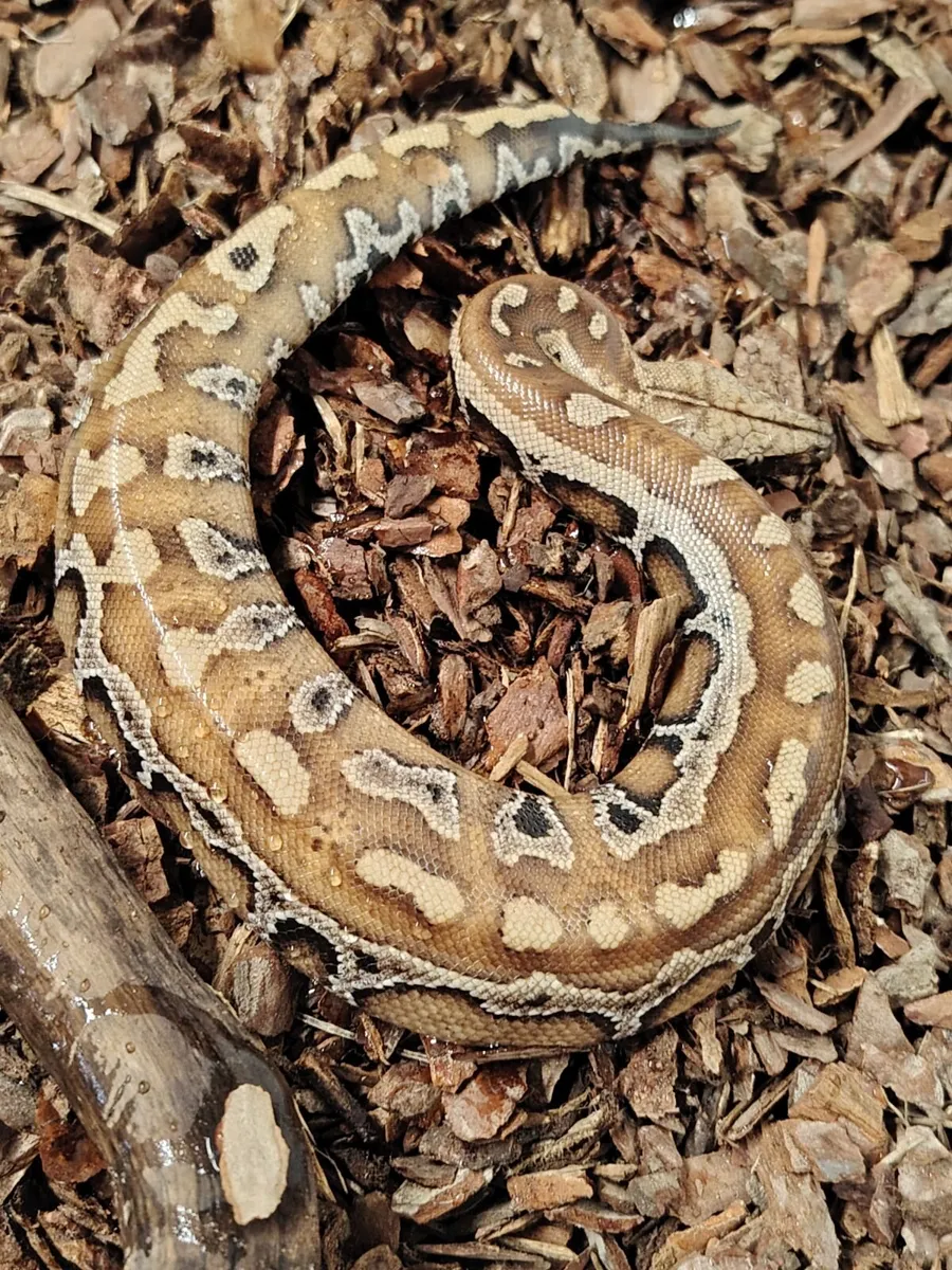 Snakes for sale - Image 4