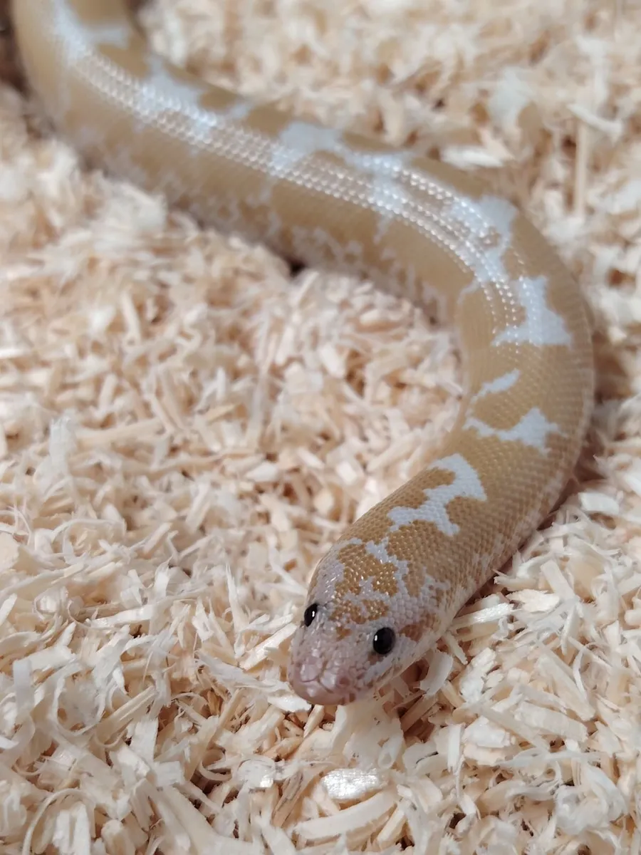 Snakes for sale - Image 1