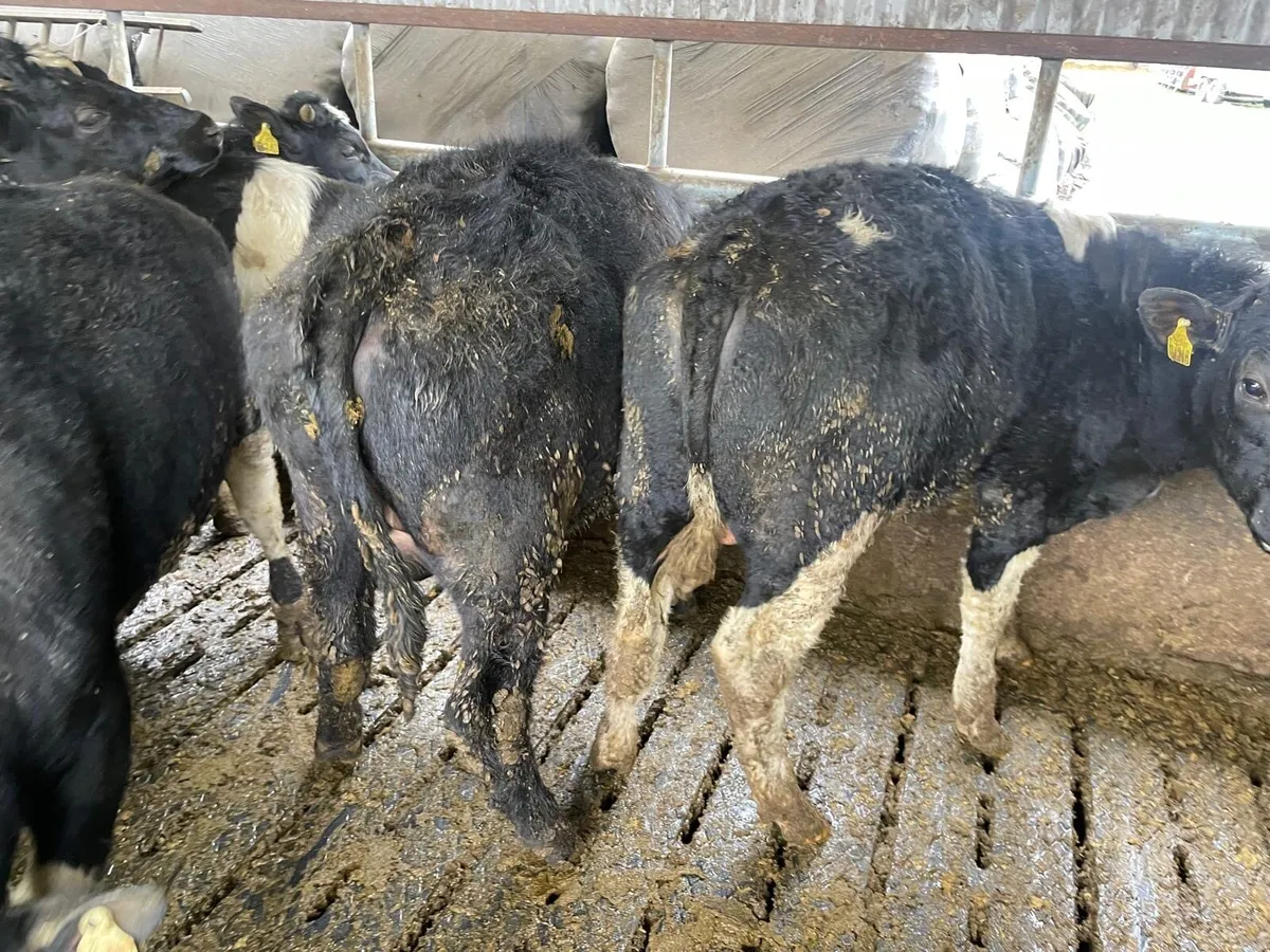 Friesian and Angus bull weanlings - Image 1