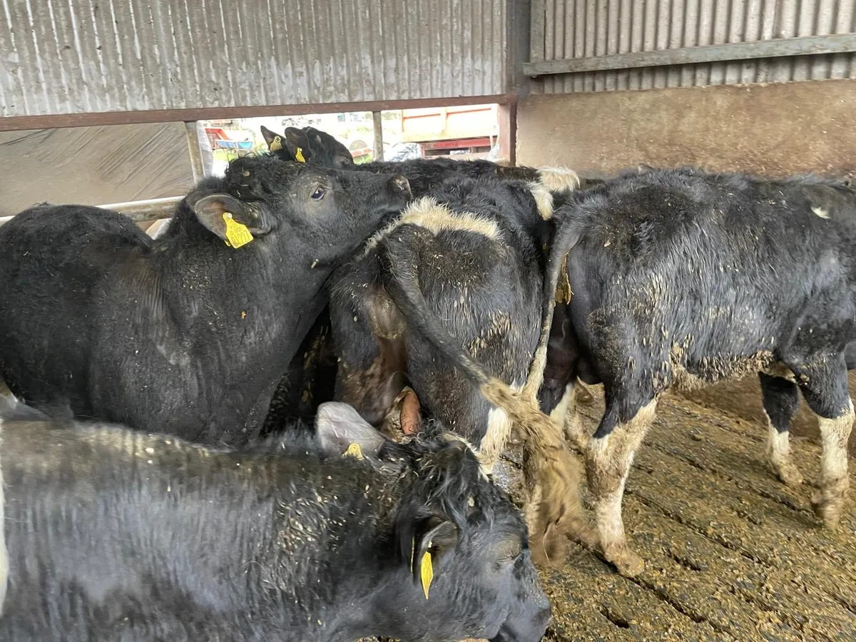 Friesian and Angus bull weanlings - Image 3