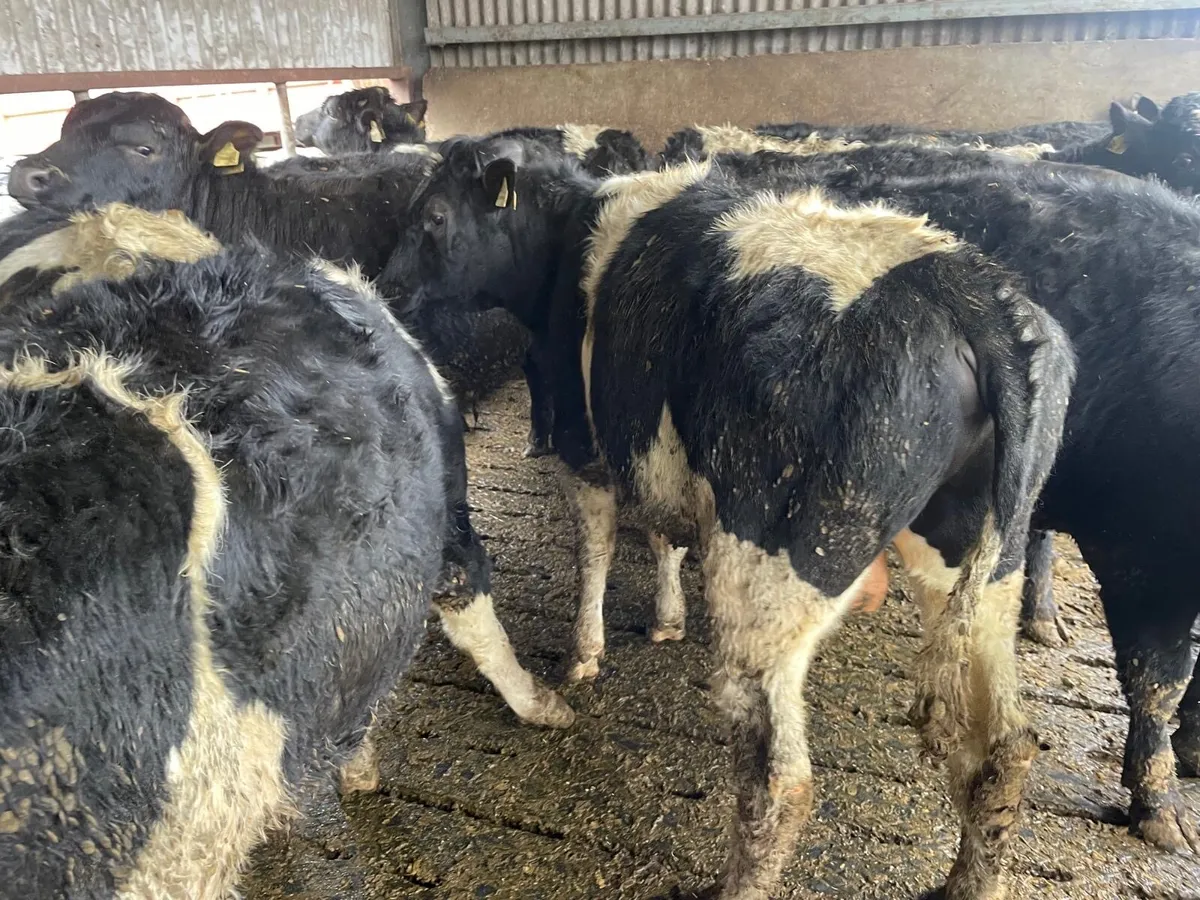 Friesian and Angus bull weanlings - Image 4