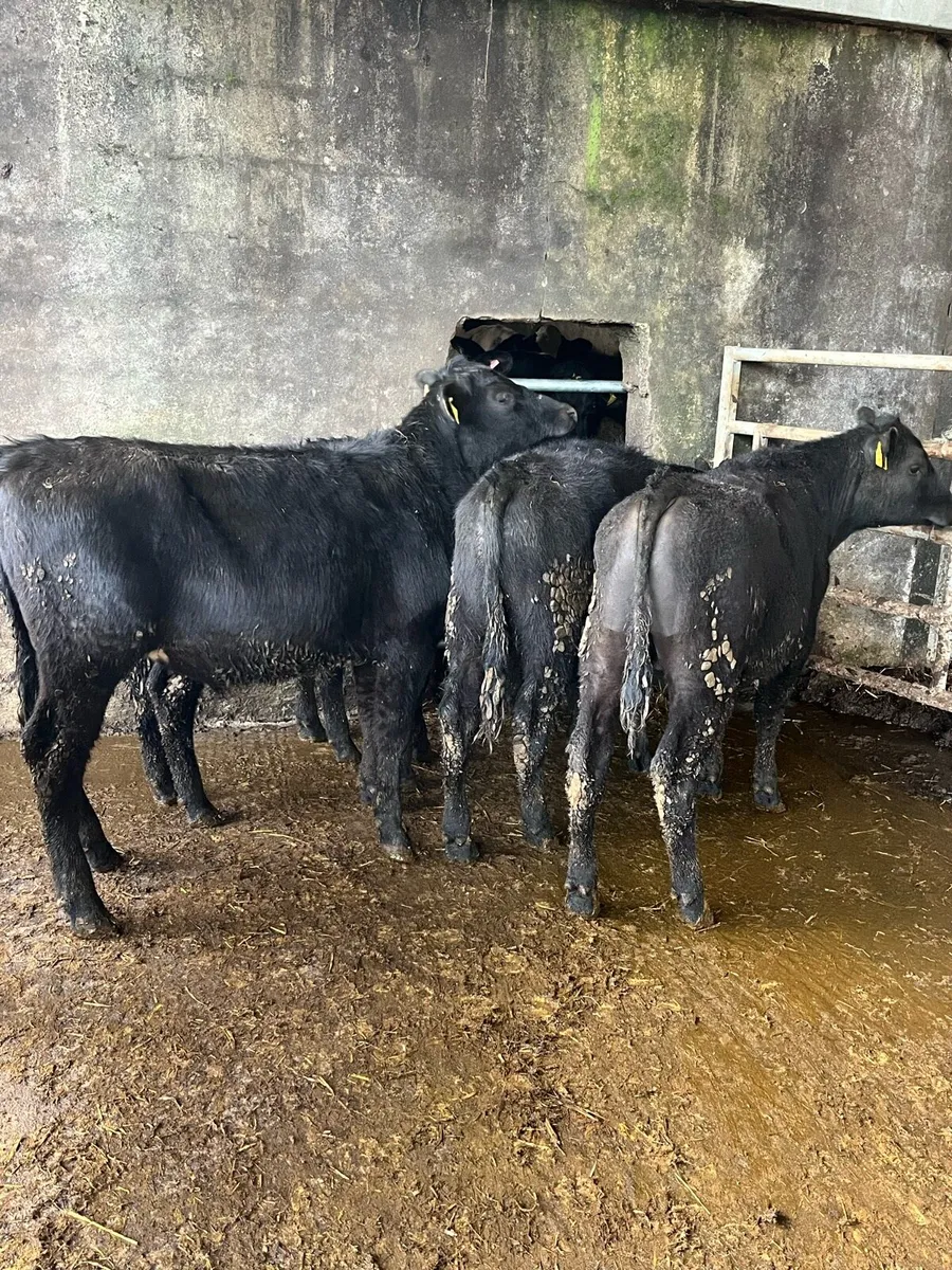 6 Angus bullocks - Image 1