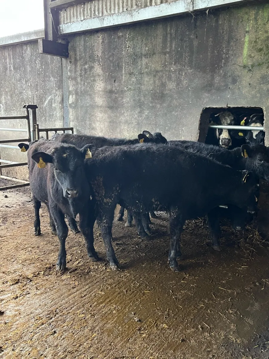 6 Angus bullocks - Image 3