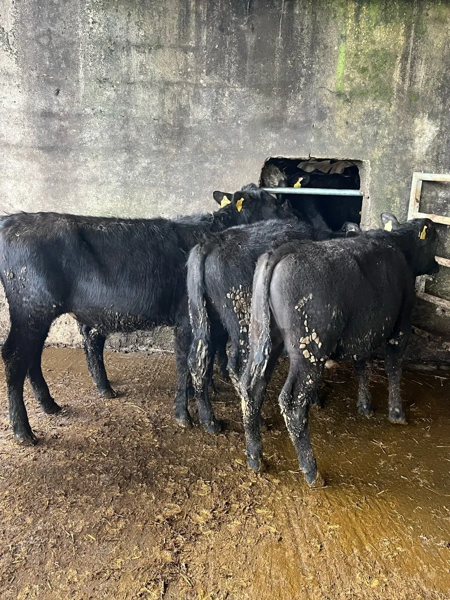 6 Angus bullocks - Image 2