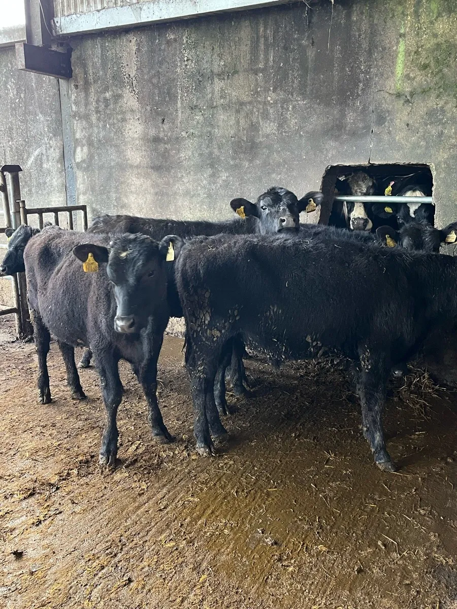6 Angus bullocks - Image 4