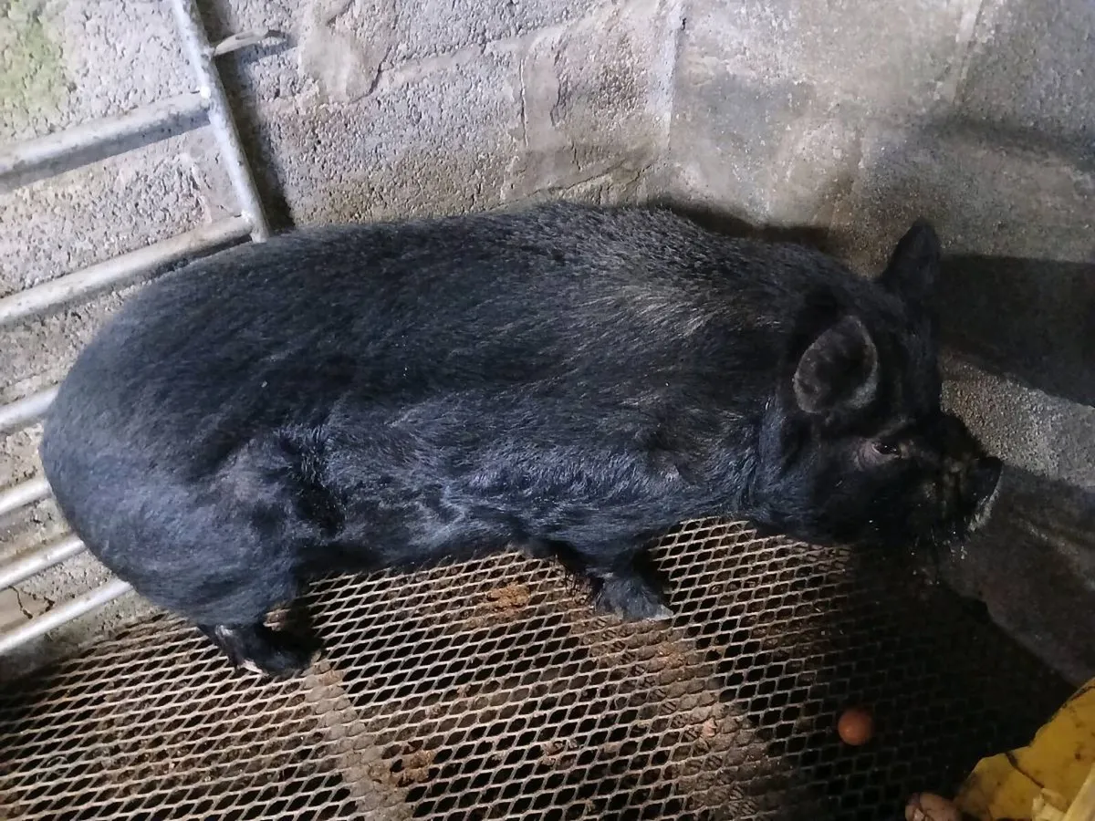 Kune Kune Pig [Free To A Good Home] - Image 1
