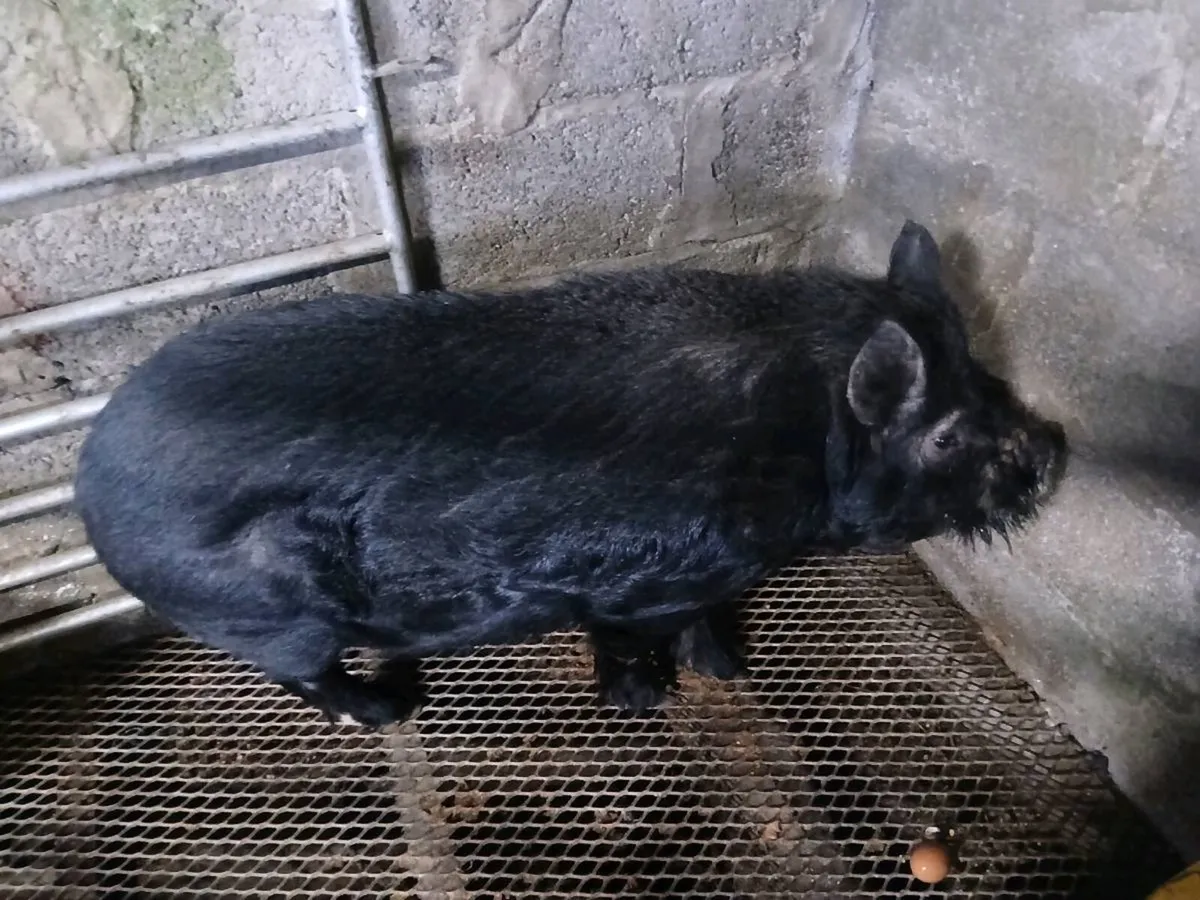 Kune Kune Pig [Free To A Good Home] - Image 2