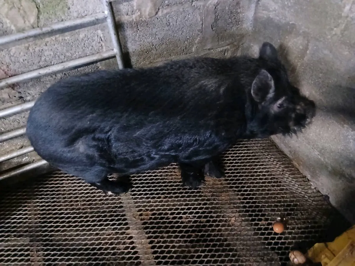 Kune Kune Pig [Free To A Good Home] - Image 3