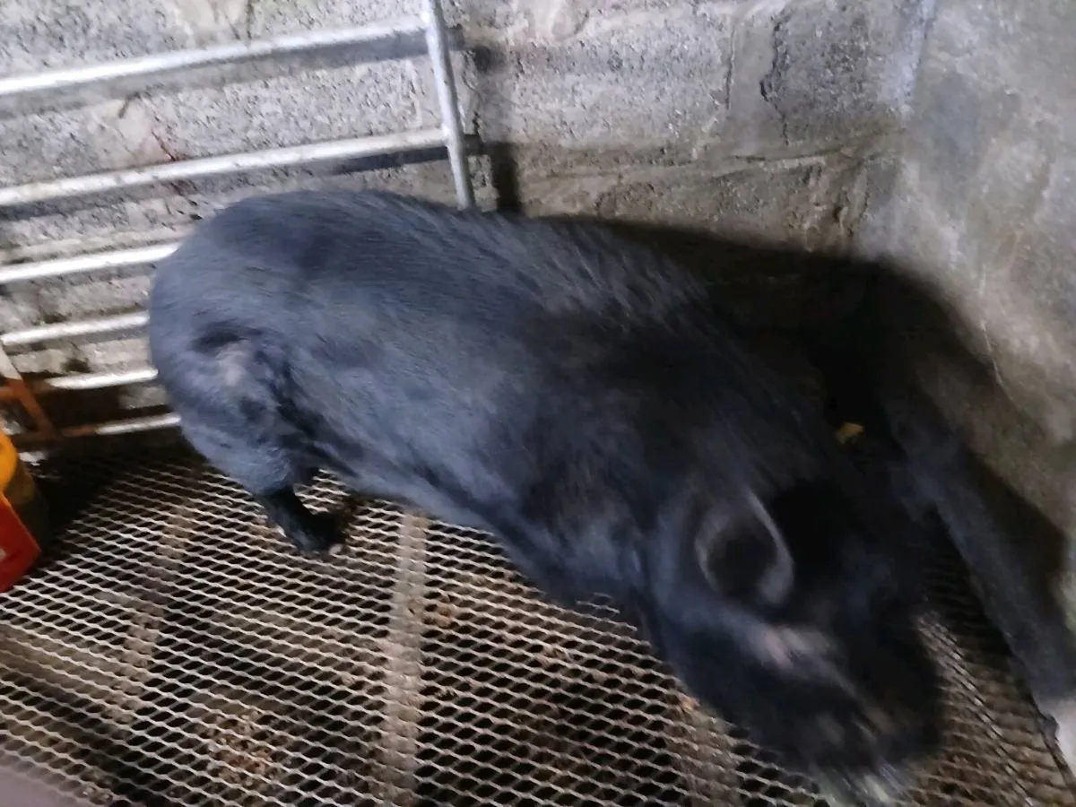 Kune Kune Pig [Free To A Good Home] - Image 4