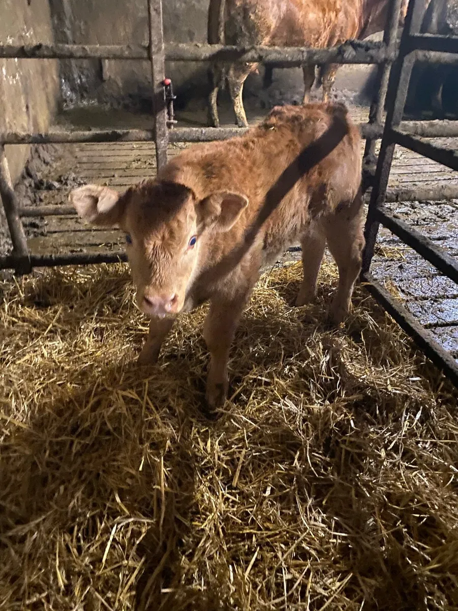 Pedigree limousine bull calf - Image 2