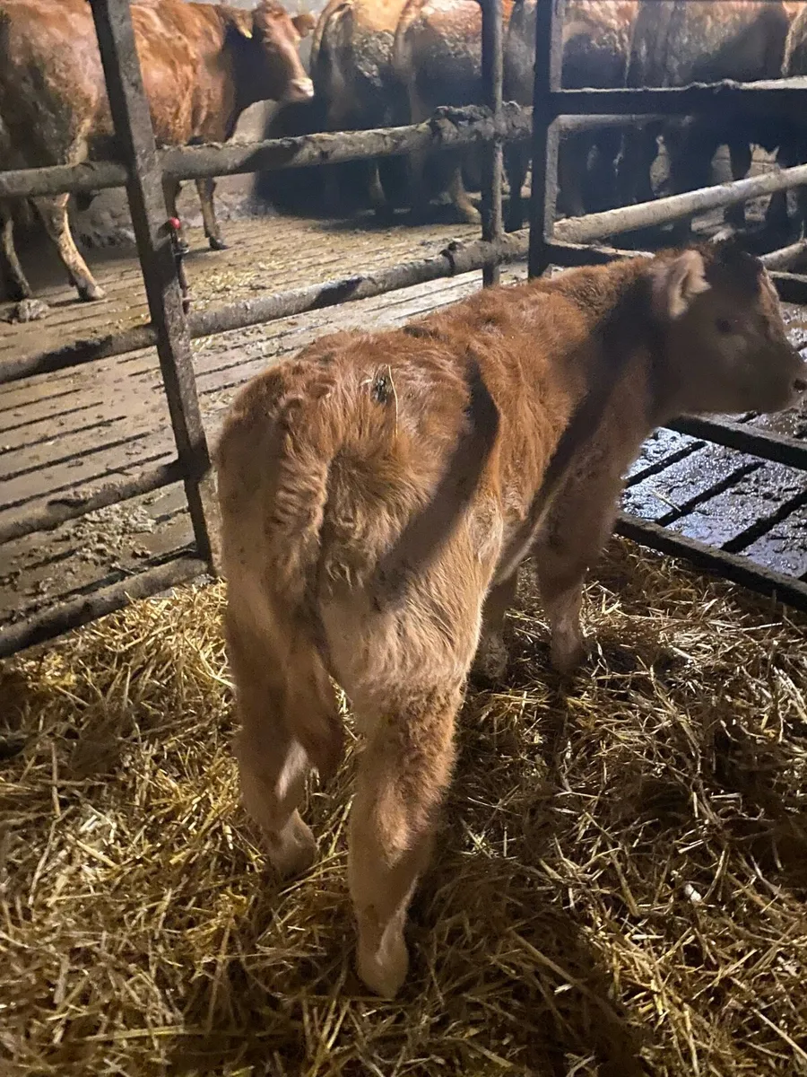 Pedigree limousine bull calf - Image 1