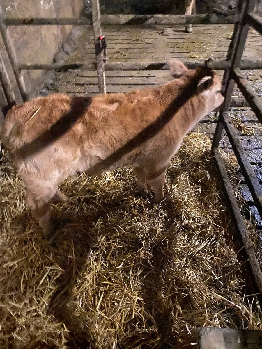 Pedigree limousine bull calf - Image 3