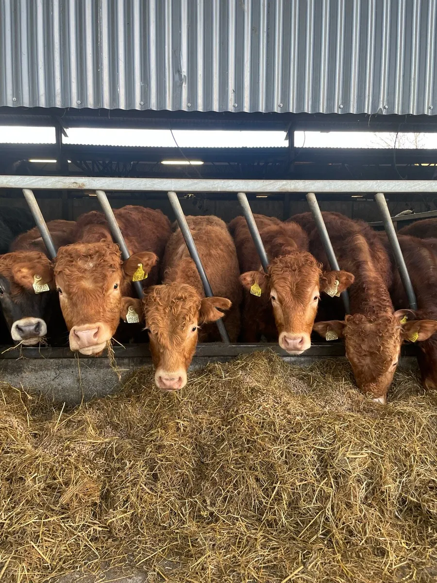 Limousin Weanling Bulls cahir mart 11th of march - Image 1
