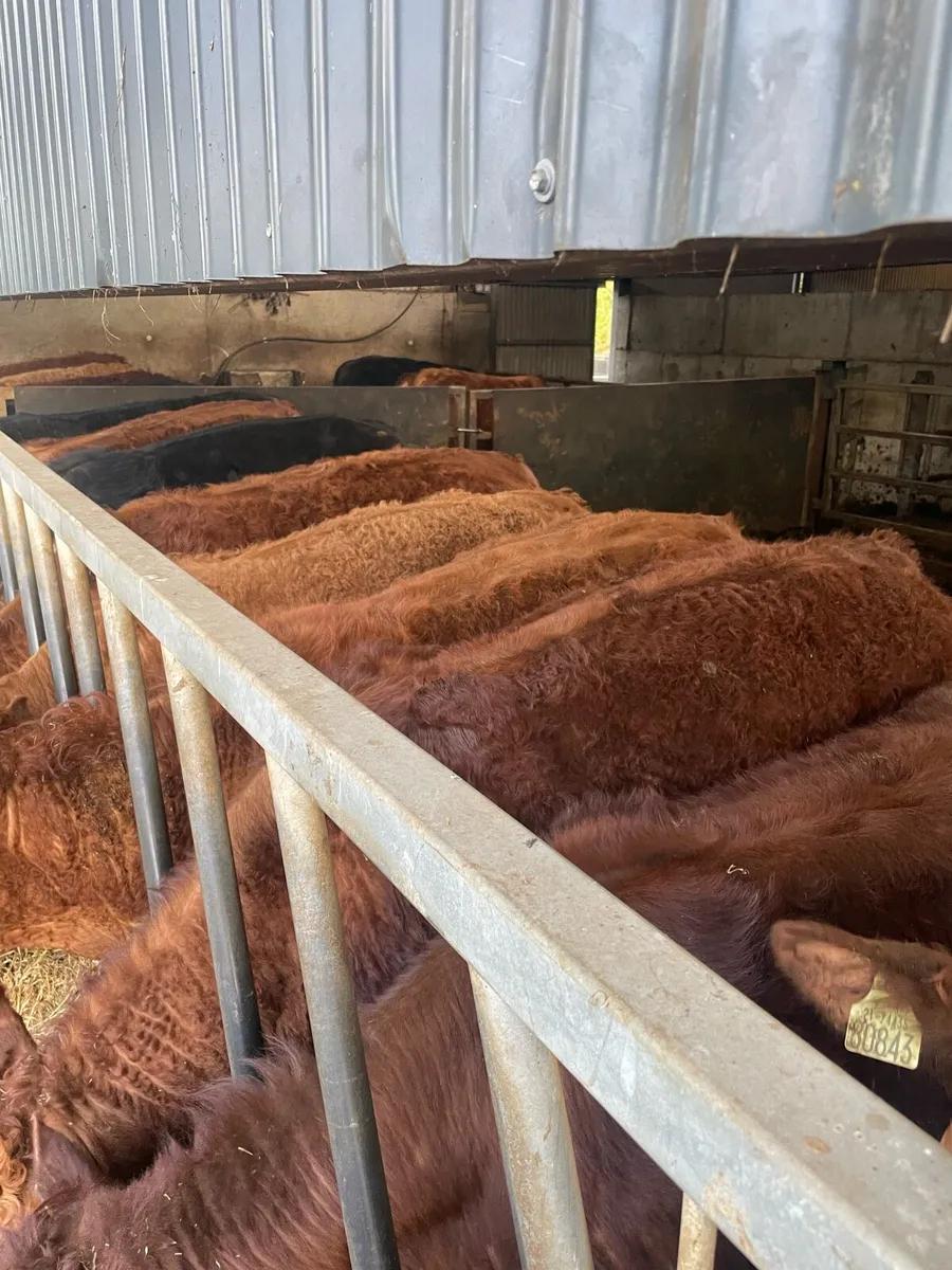 Limousin Weanling Bulls cahir mart 11th of march - Image 3