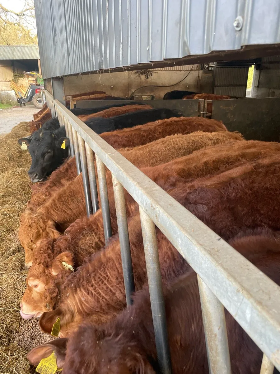 Limousin Weanling Bulls cahir mart 11th of march - Image 4