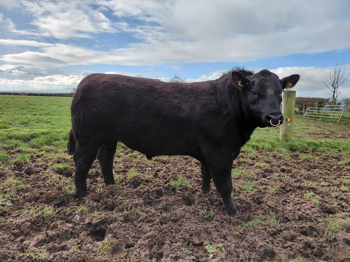 Aberdeen Angus bull - Image 1