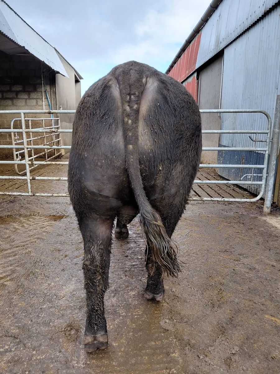 Aberdeen Angus bull - Image 2