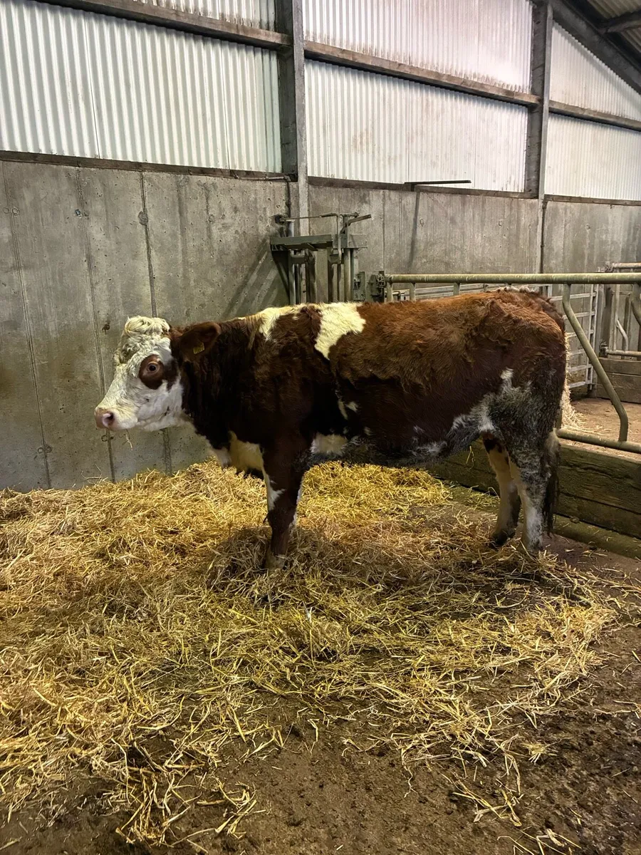 Pure bred sim heifer - Image 1
