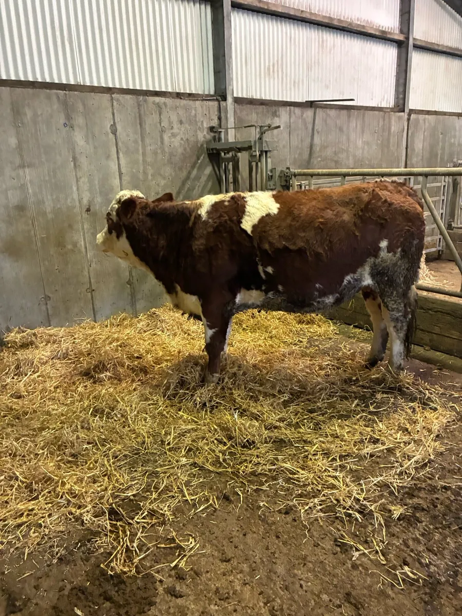 Pure bred sim heifer - Image 2