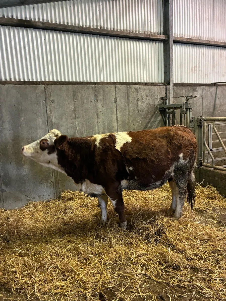 Pure bred sim heifer - Image 3