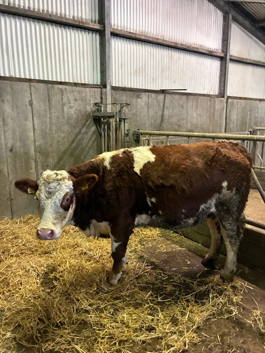 Pure bred sim heifer - Image 4