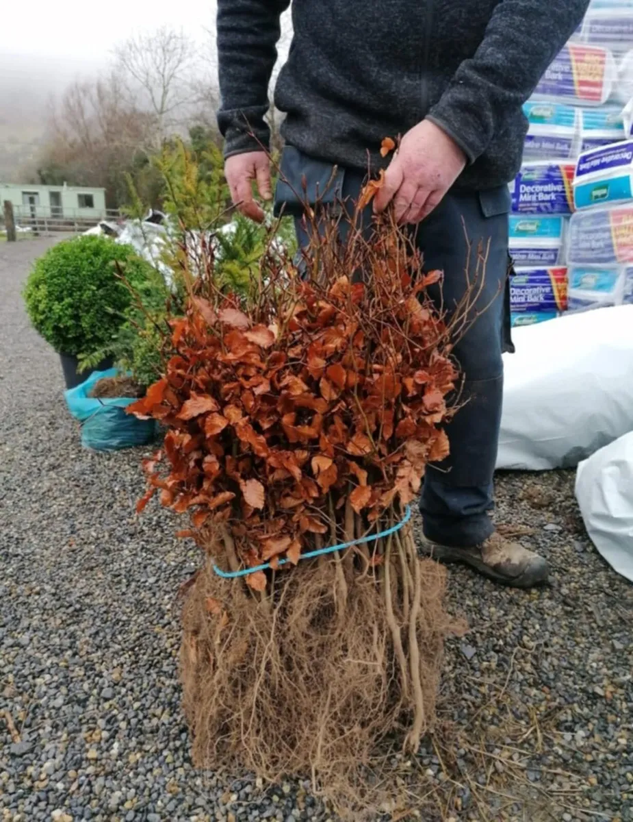 Whitethorn Quicks - Image 2