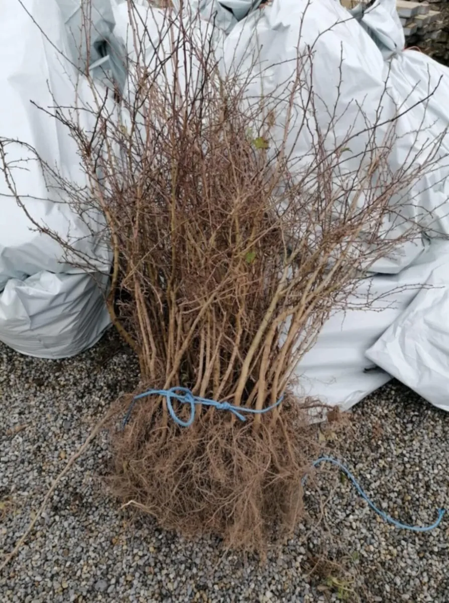 Whitethorn Quicks - Image 3