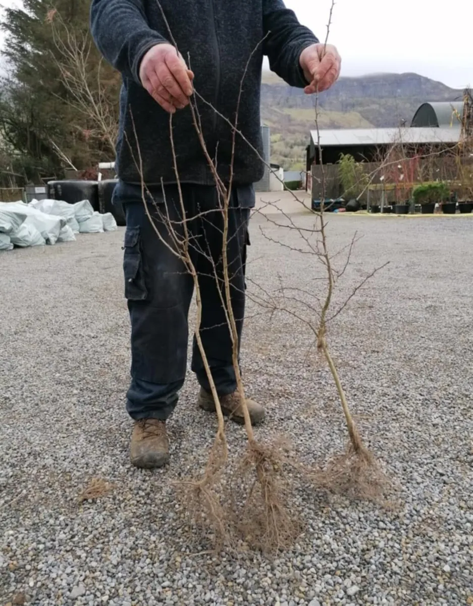 Whitethorn Quicks - Image 1