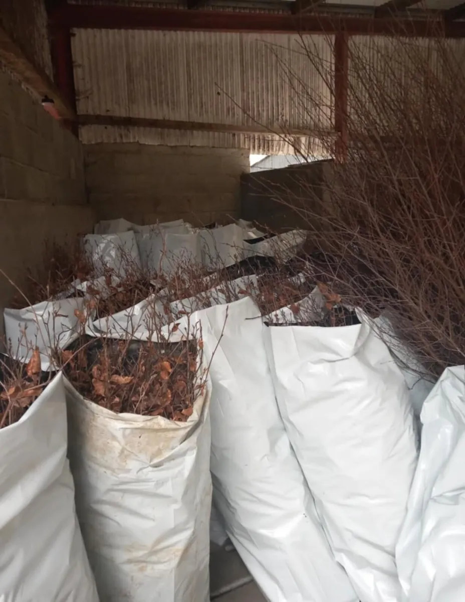 Whitethorn Quicks - Image 4