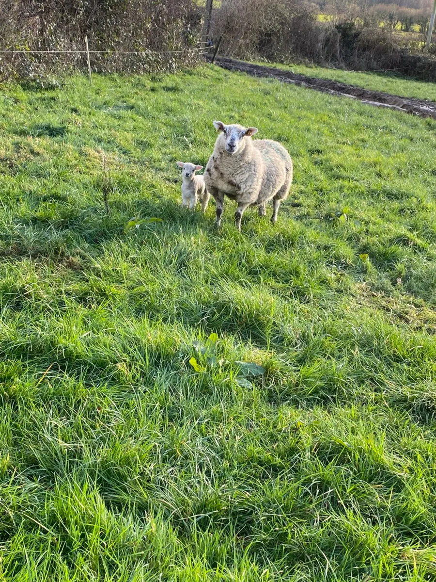 Ewes and lambs - Image 1