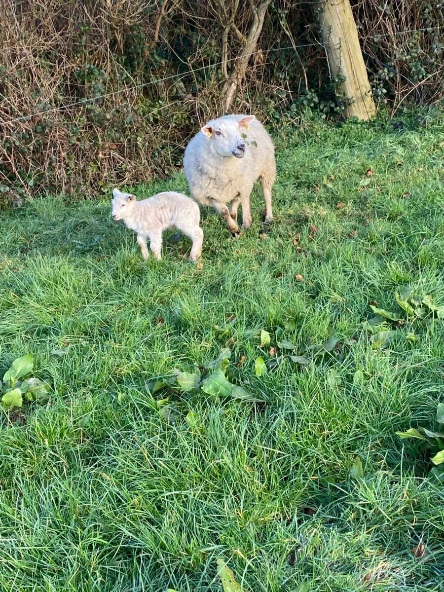 Ewes and lambs - Image 3