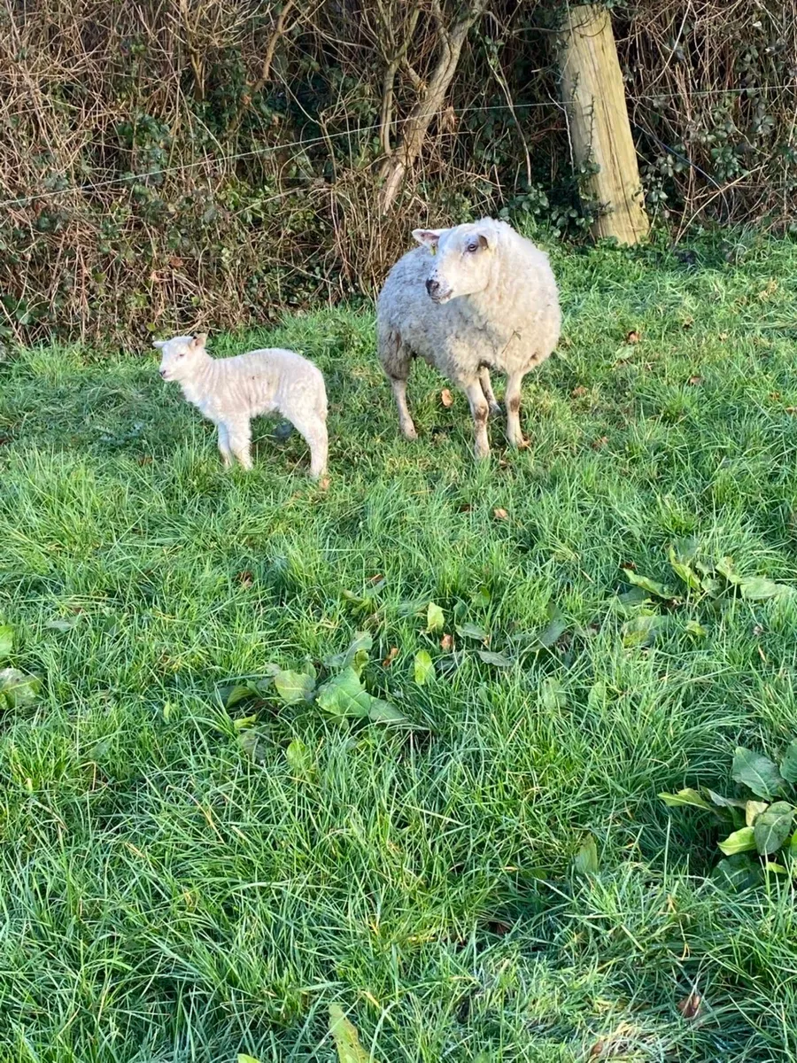 Ewes and lambs - Image 2
