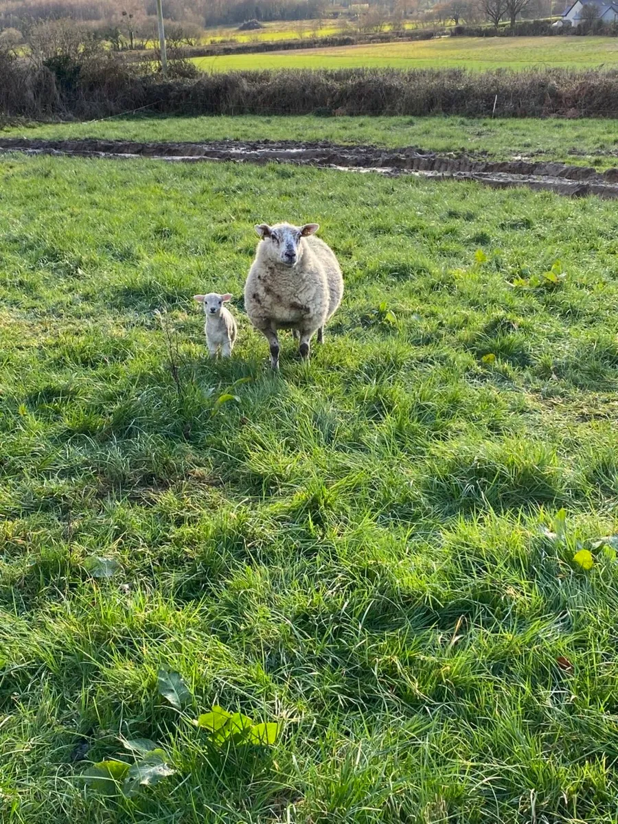 Ewes and lambs - Image 4