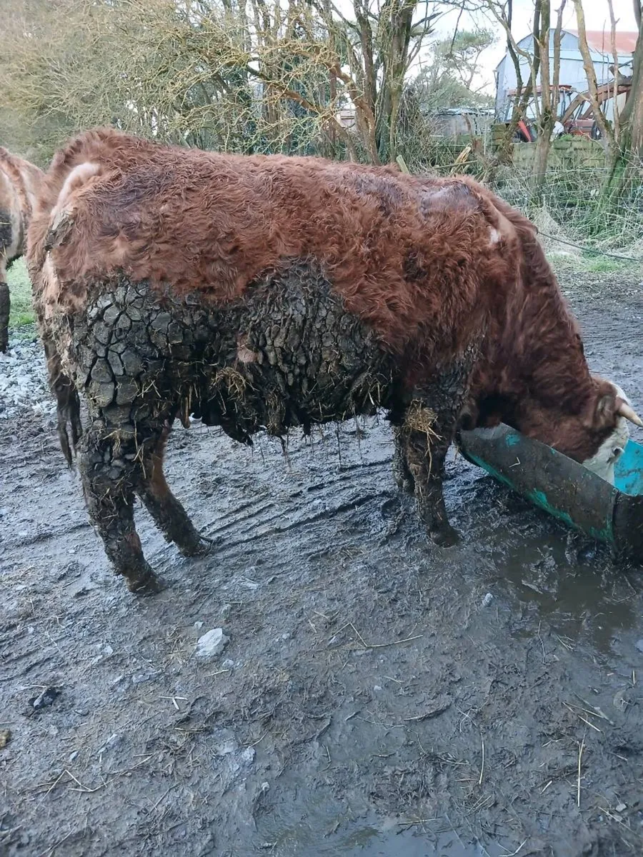 Limousine incalf heifer - Image 1