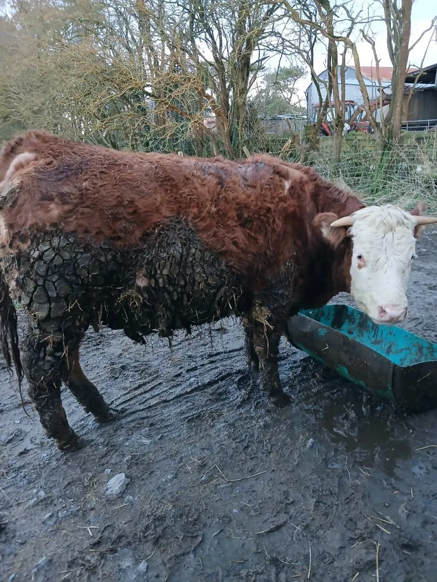 Limousine incalf heifer - Image 2