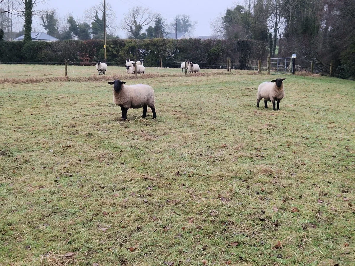 DELVIN MART Thursday (12th) Scanned in lamb ewes - Image 2