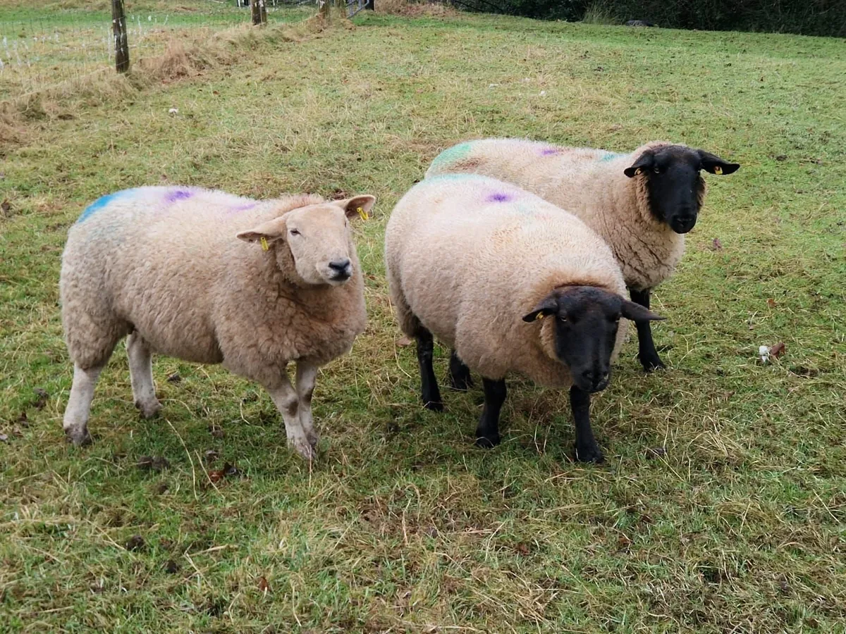 DELVIN MART Thursday (12th) Scanned in lamb ewes - Image 4