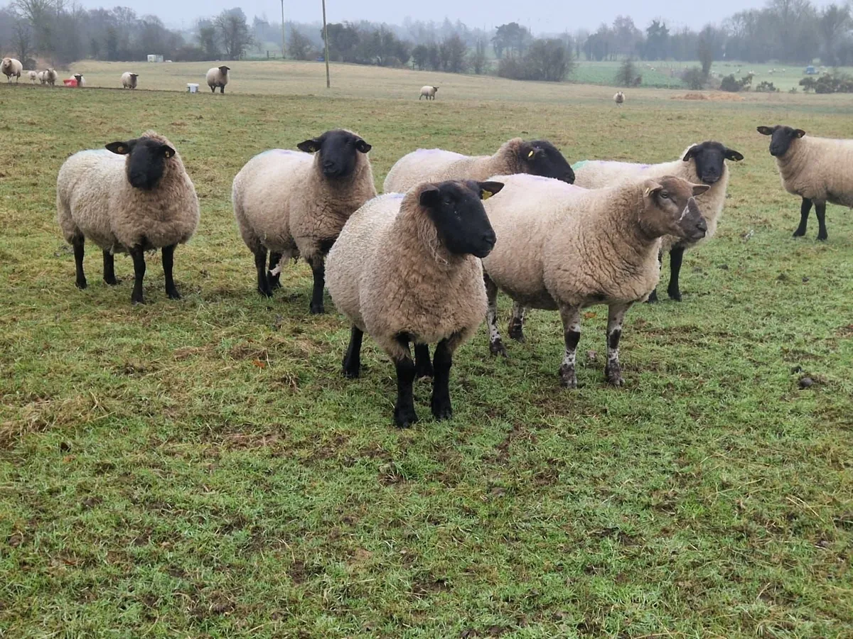 DELVIN MART Thursday (12th) Scanned in lamb ewes - Image 1