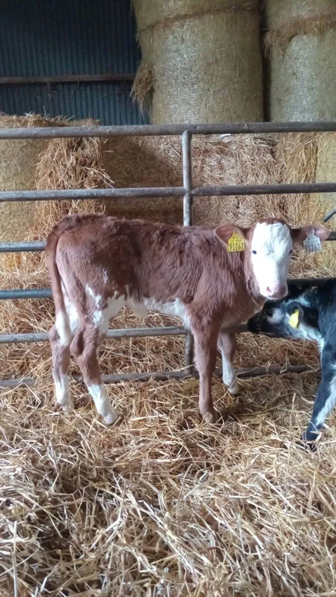 12 super smashing continental calves - Image 2