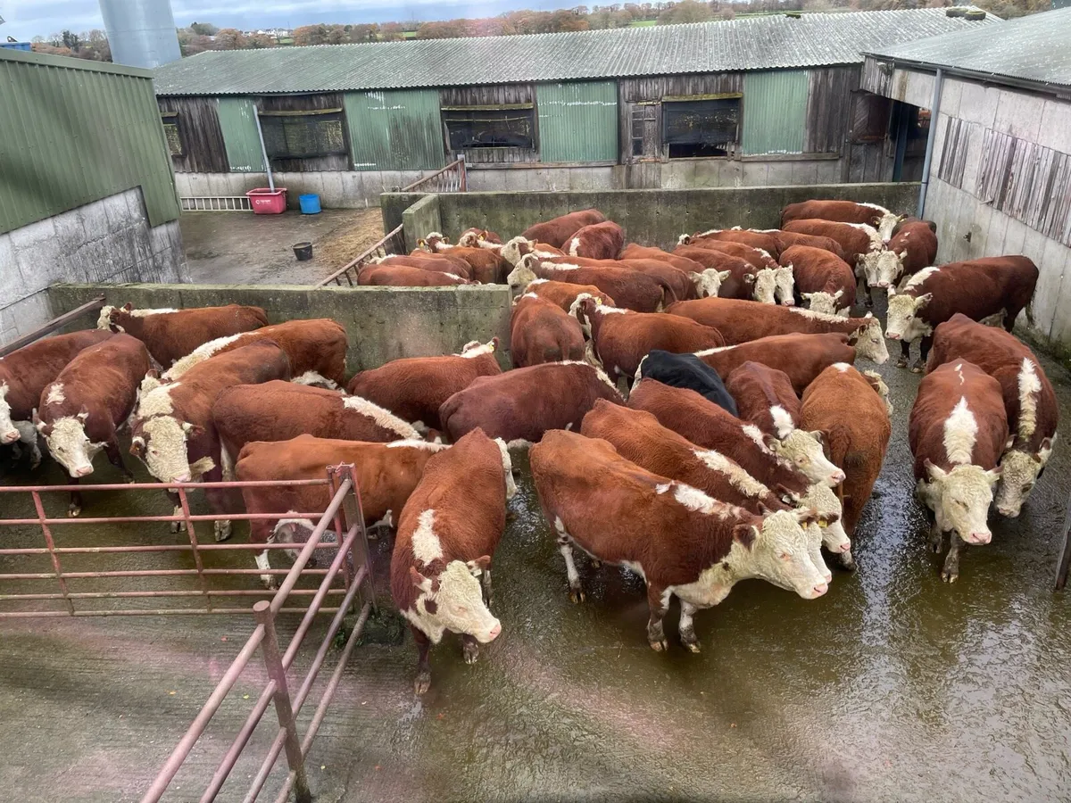 Rathregan Herefords - Image 3