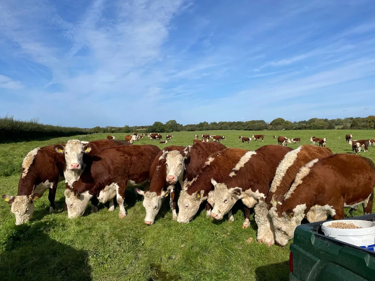 Rathregan Herefords - Image 4