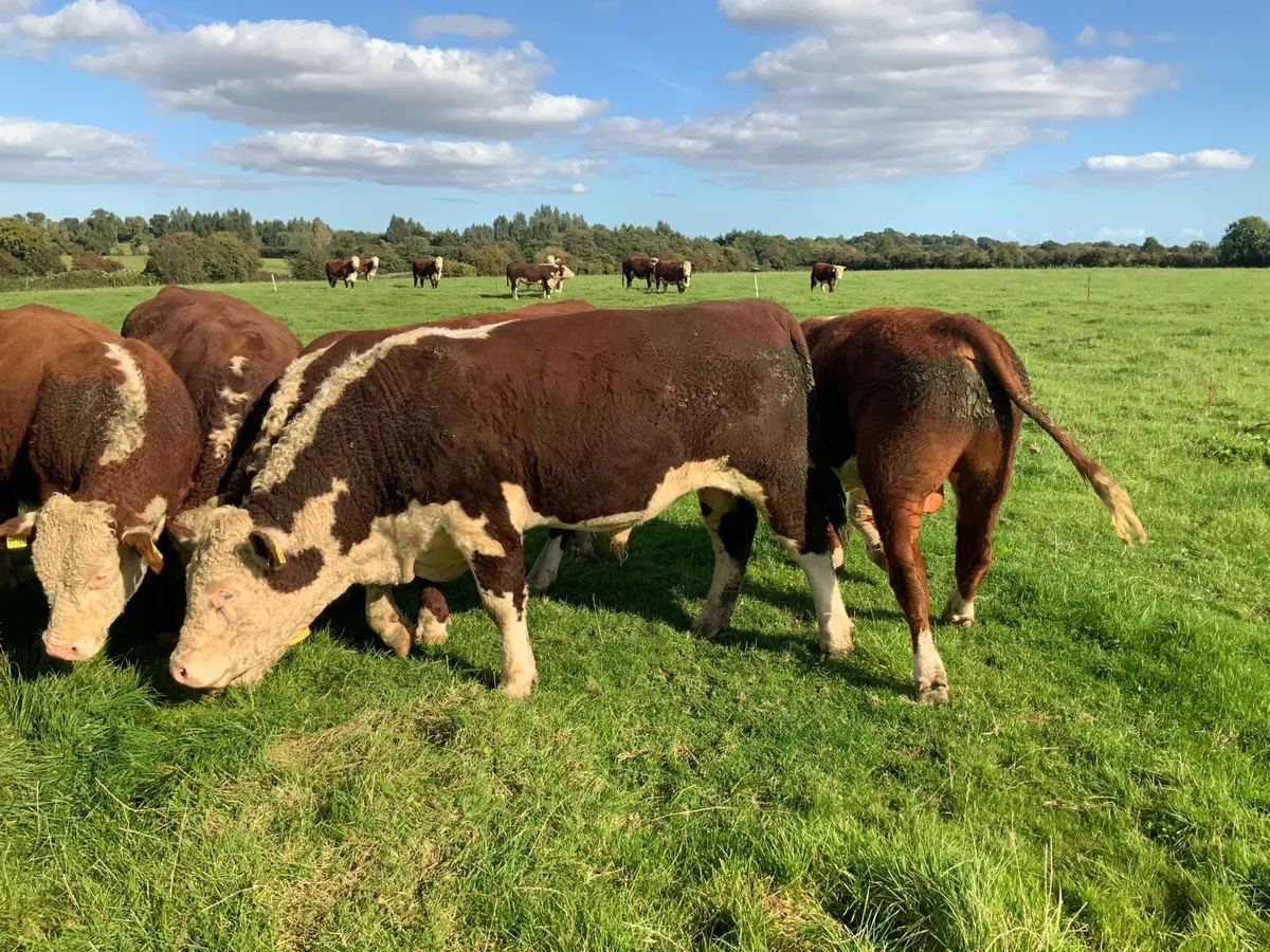 Rathregan Herefords - Image 2